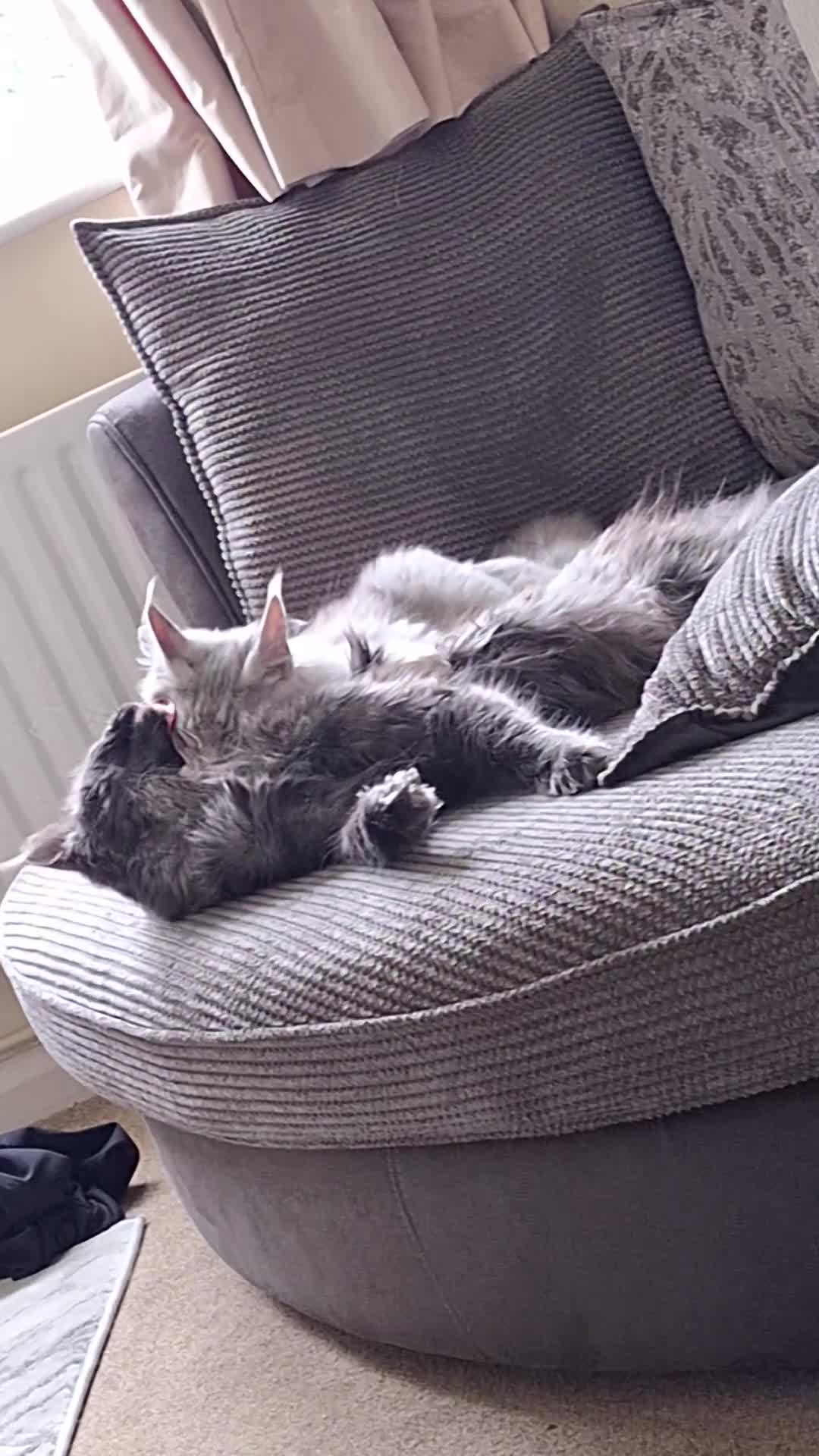 Maine Coon cats for sale: Two beautiful Maine Coon  🐾 - Video 1