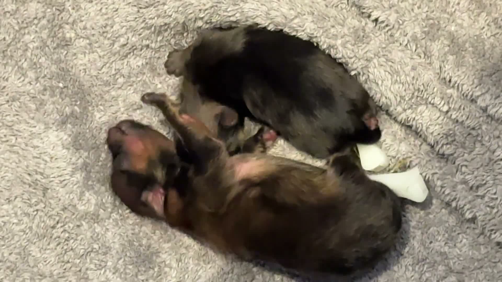 Pomeranian dogs for sale: KC reg True teddybear Pom puppies RARE colours! in Weymouth - Video 2
