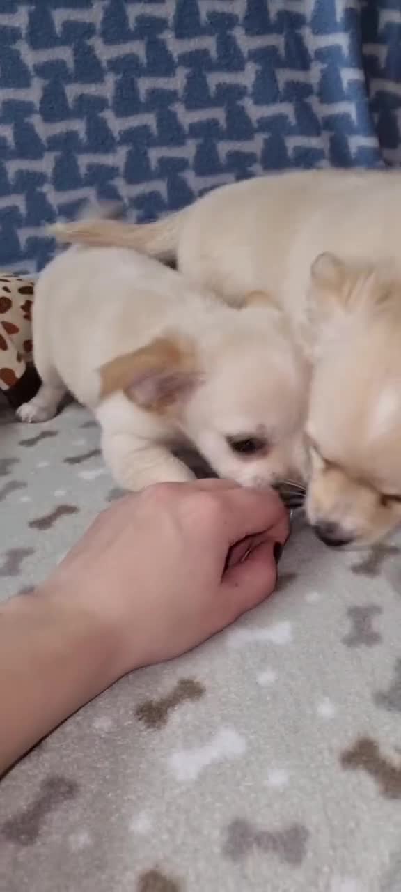 Chihuahua dogs for sale: Chihuahua boys for sale - Video 1