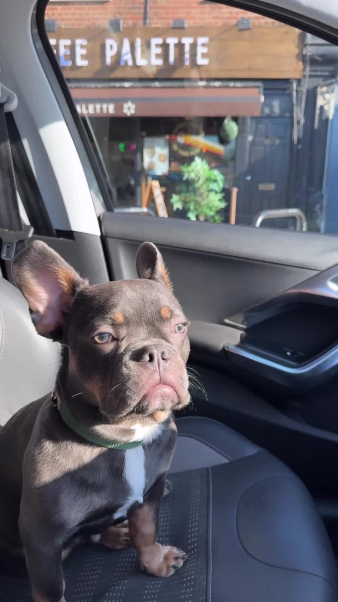 Mixed Breed dogs for sale: French bulldog x chihuahua 11 months old - Video 1