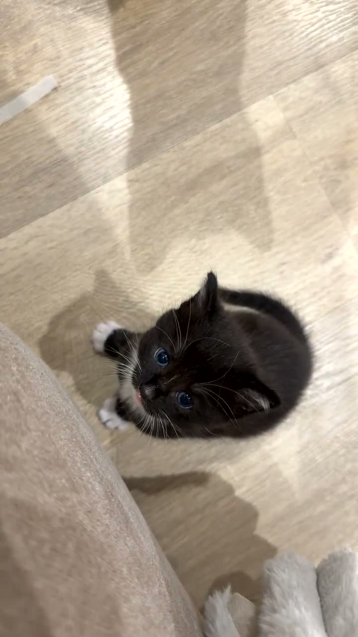 Mixed Breed cats for sale: Beautiful Black & White Kittens Half Russian Blue  - Video 3