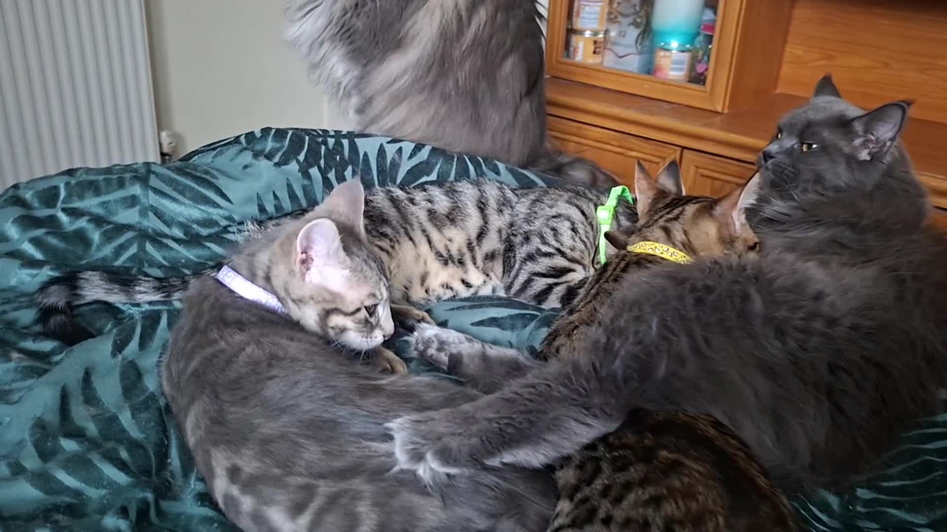 Mixed Breed cats for sale: 4 boys,XL Bengal × Maine Coon  - Video 3