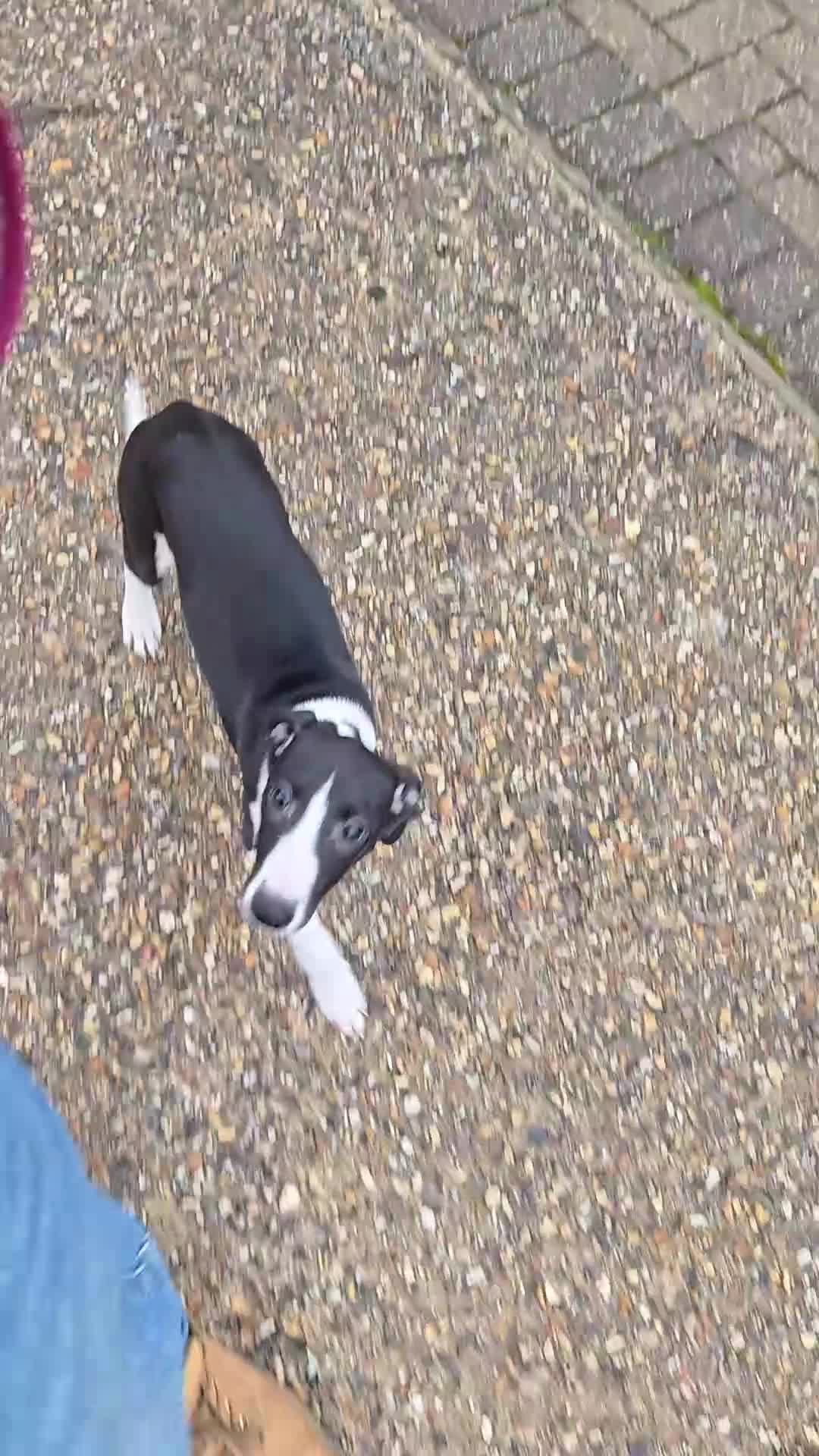 Whippet dogs for sale: Female Whippet Puppy 13 weeks old - Video 1
