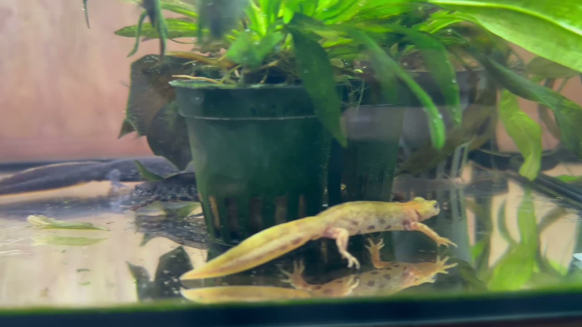 Newt reptiles for sale: Italian Crested Newts  - Video 3