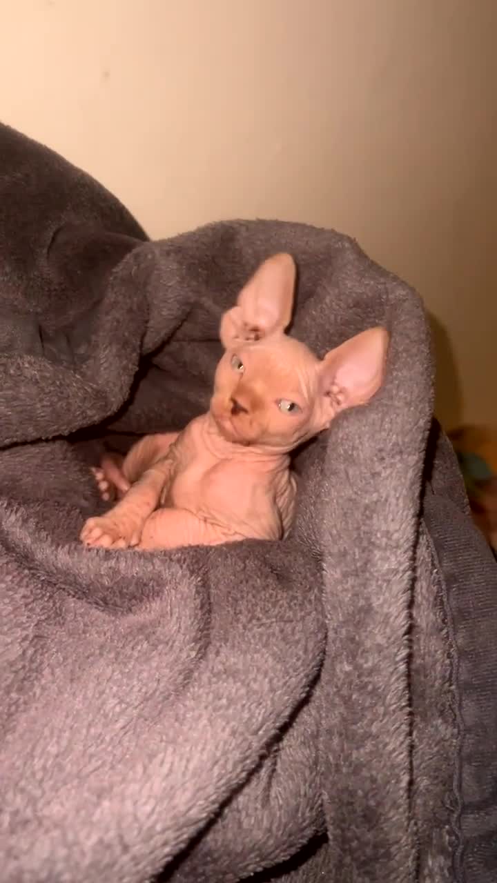Sphynx cats for sale: Last sphynx Boy  - Video 4