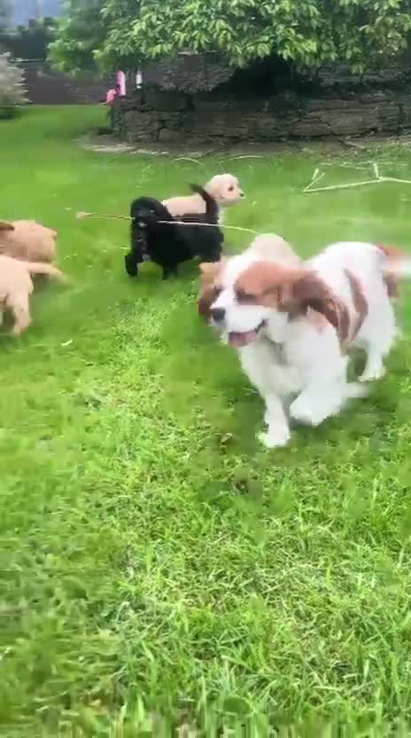 Cavapoo dogs for sale: Beautiful F1 Cavapoo puppies - Video 1