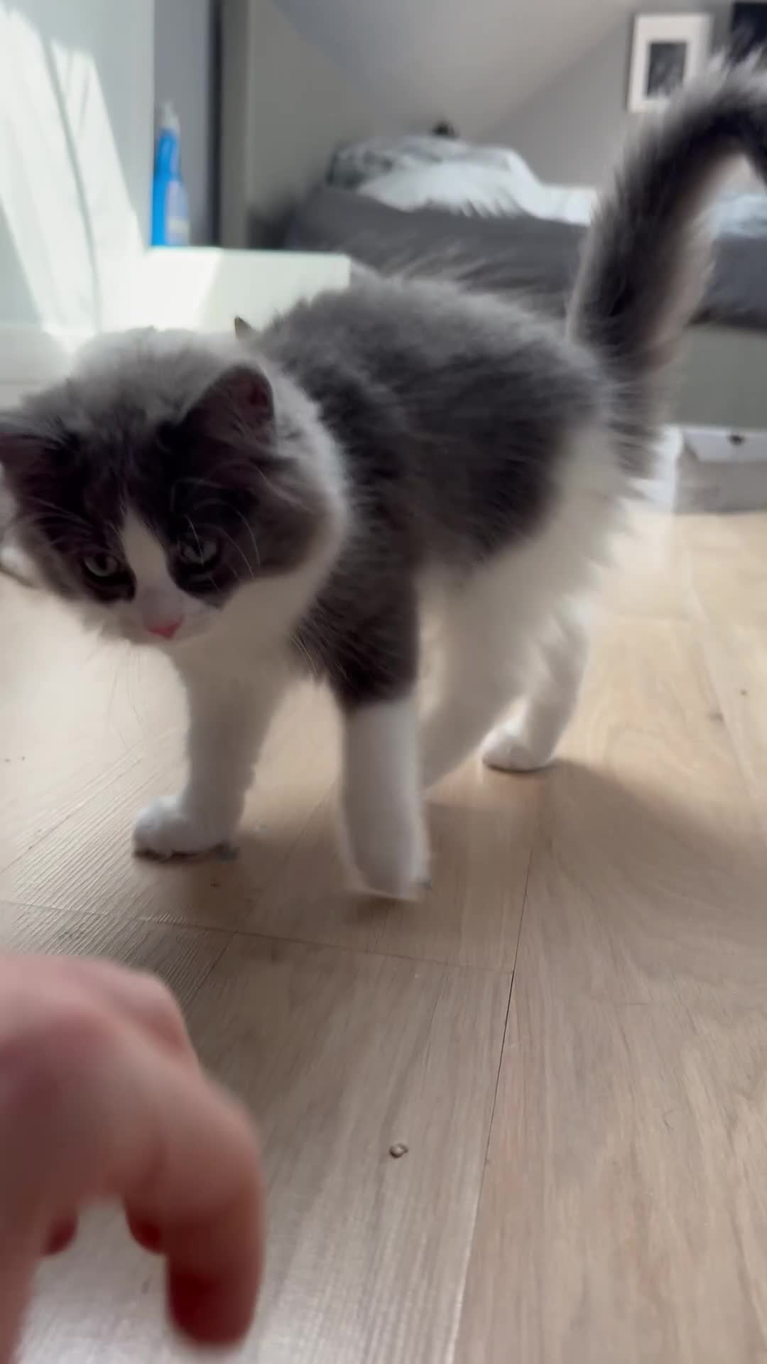 Ragdoll cats for sale:  2 Beautiful Long-Haired Ragdoll Cross  - Video 3
