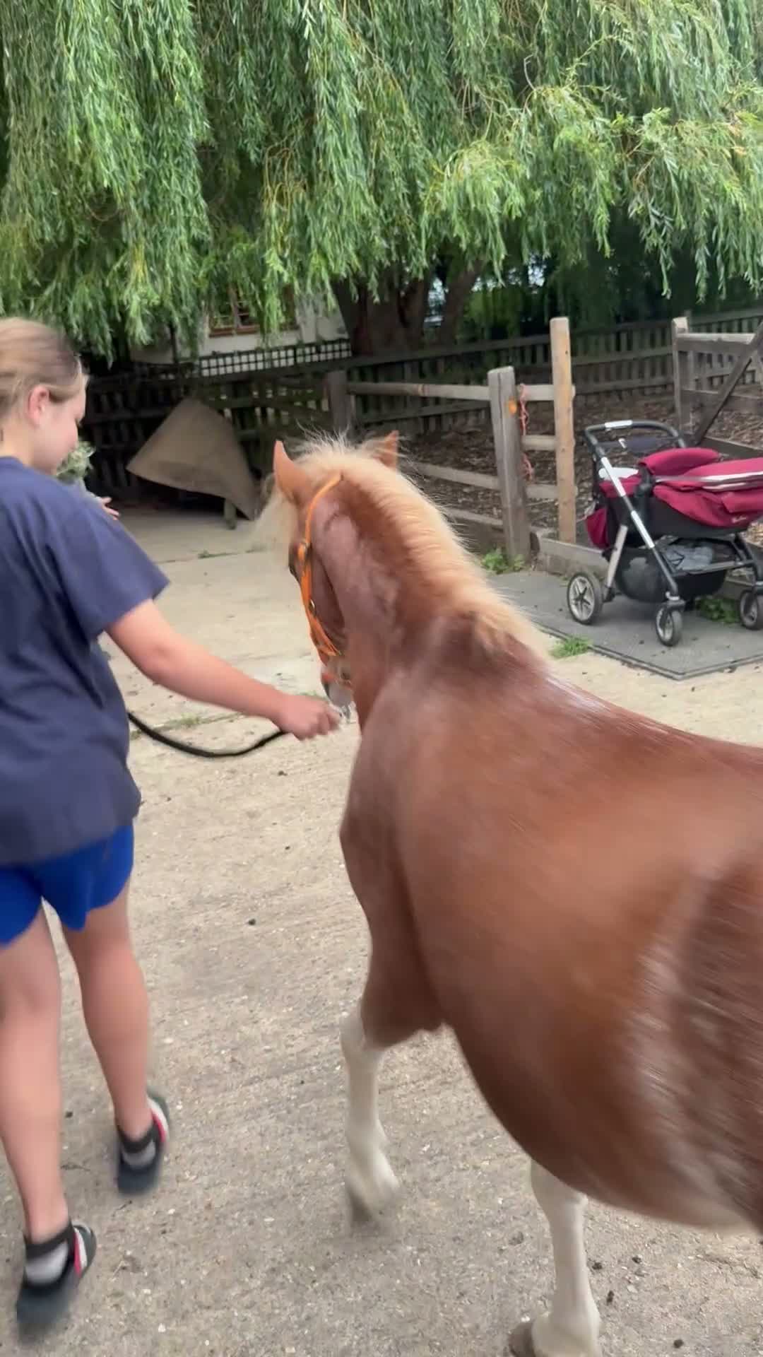 Welsh Section A horses for sale: Flash - Video 1