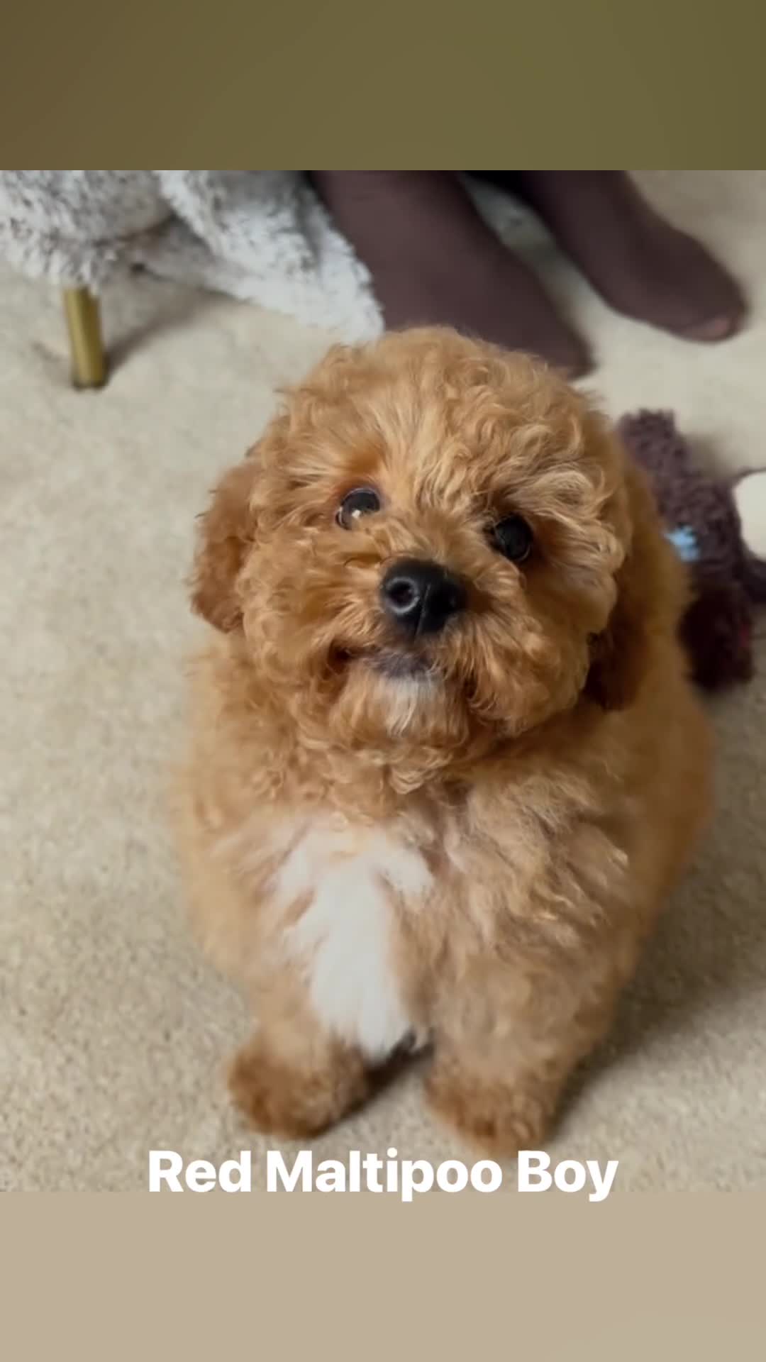 Maltipoo dogs for sale: 🌟🧸2 Gen DNA health tested Red Teddy Maltipoo🧸🌟 - Video 2