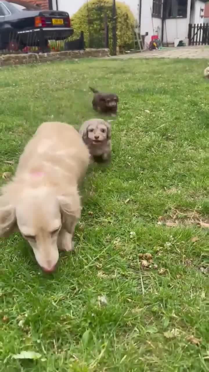Doxiepoo dogs for sale: Adorable Doxiepoo puppies  - Video 1