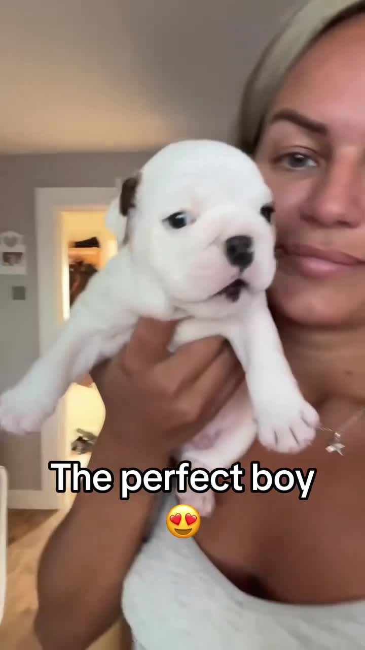 English Bulldog dogs for sale: Chunky English Bulldog Boys  - Video 1