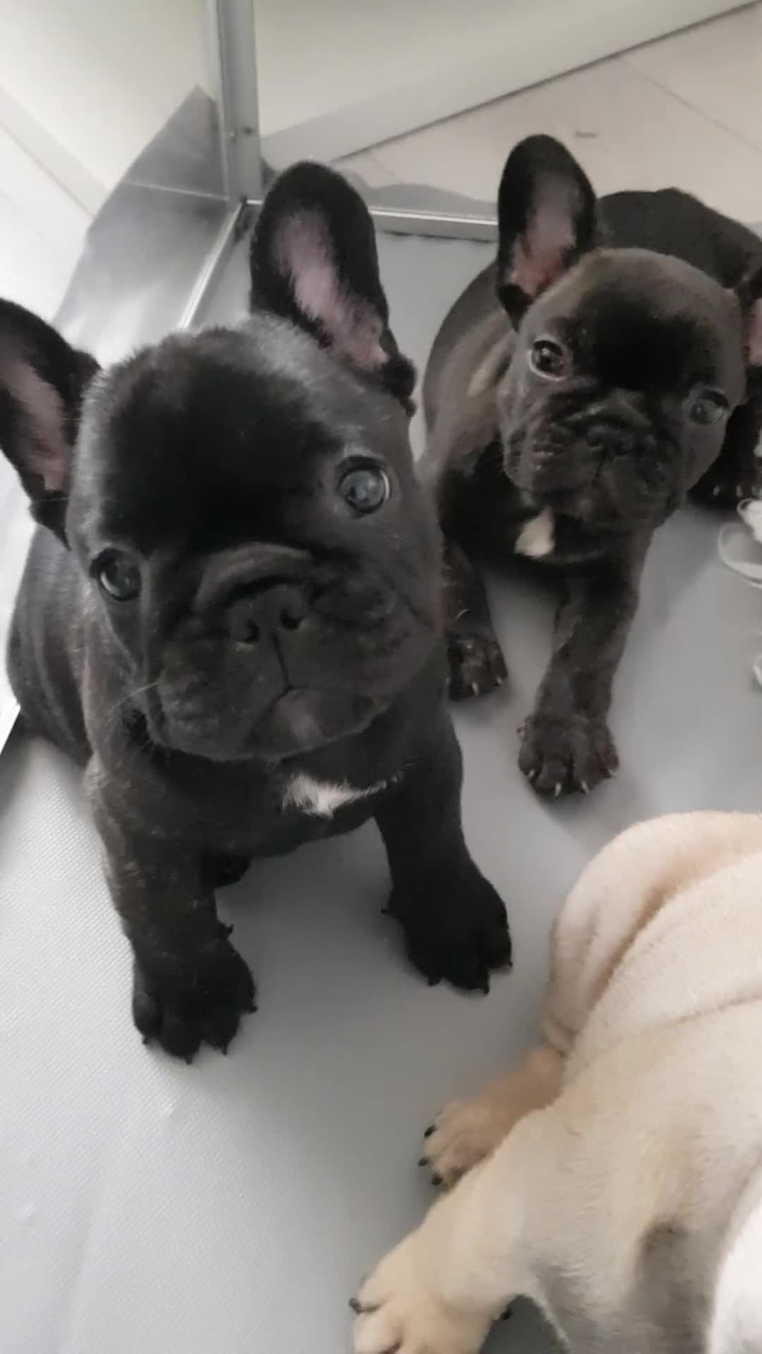 French Bulldog dogs for sale: KC QUALITY PUPPIES - Video 3