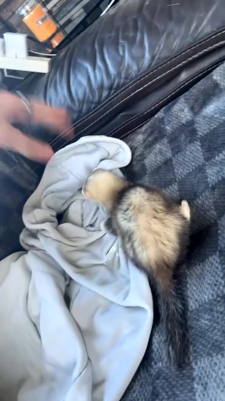 Ferret rodents for sale: Dorris the ferret - Video 3
