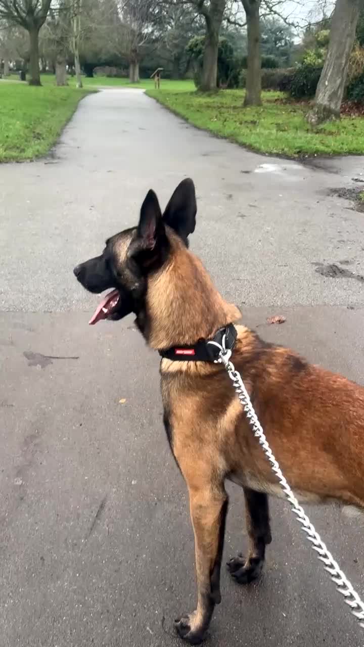 Belgian Shepherd Dog dogs for stud: Belgian Malinois Stud – Healthy 2 Year Old Male in Enfield - Video 1