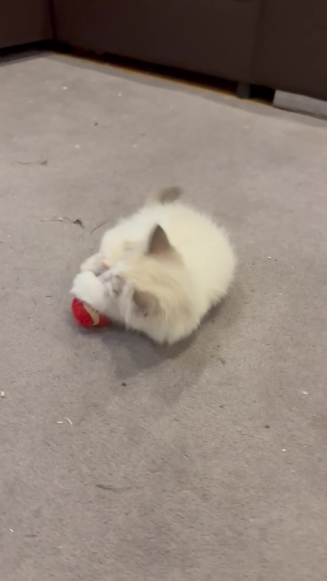 Ragdoll cats for sale: Ragdoll male kitten - Video 1