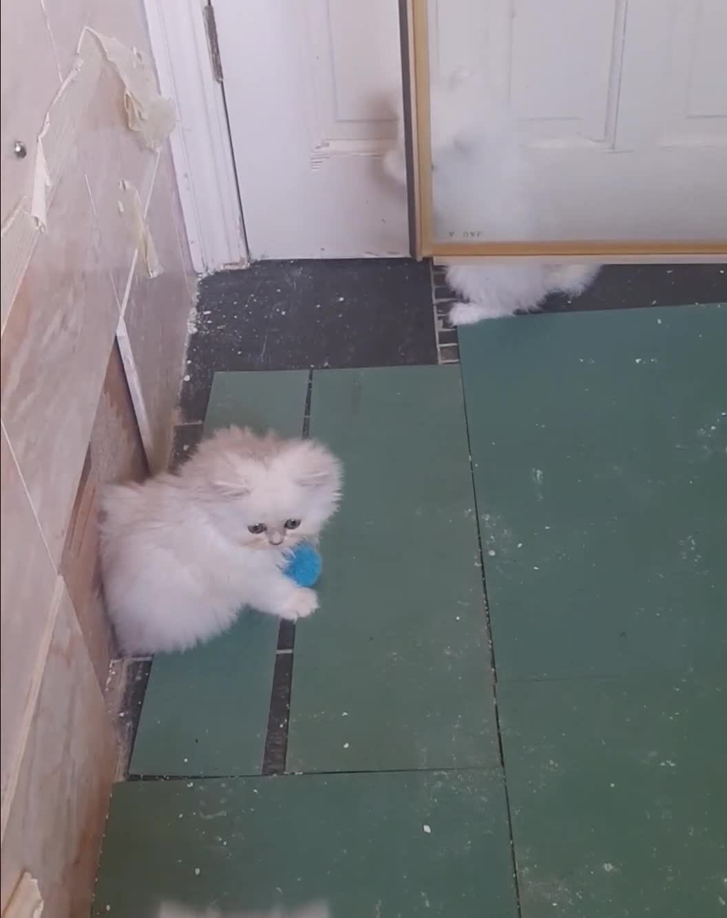 Persian cats for sale: Quality pure bred white tipped kittens - Video 2