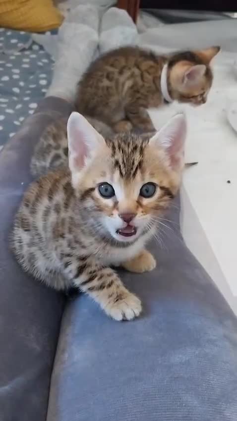 Bengal cats for sale: Pure Bengal kittens, both patents TICA registered. - Video 4