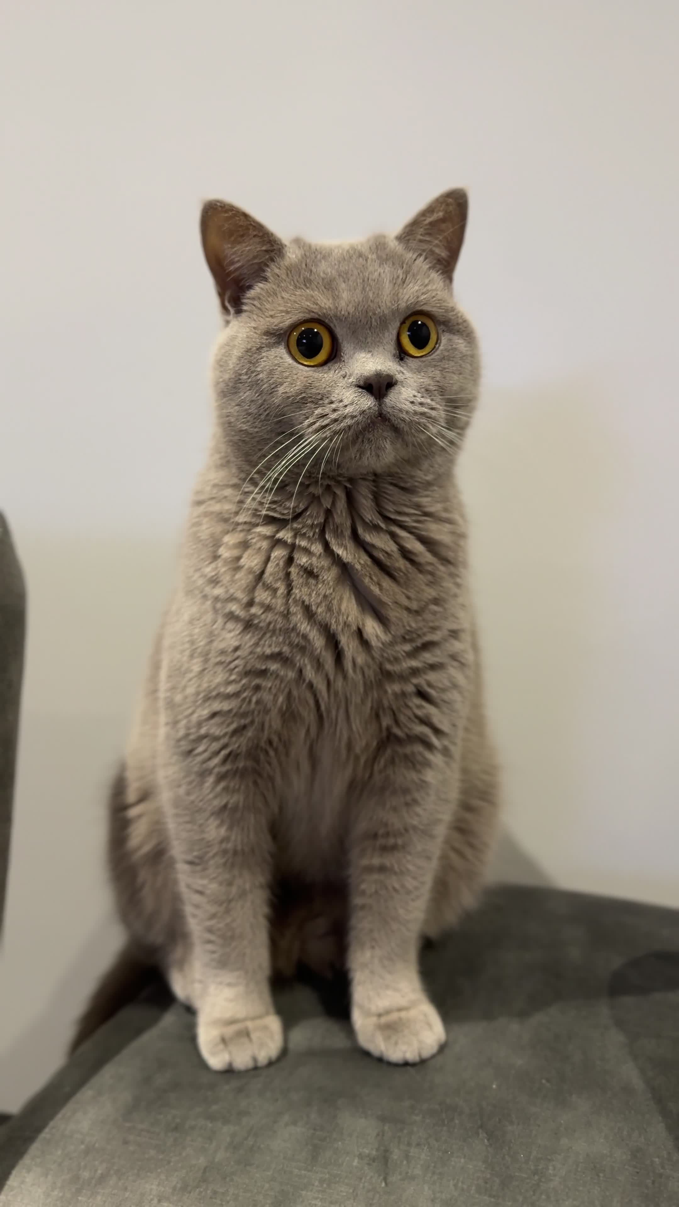 British Shorthair cats for sale: Female British Shorthair - Video 1