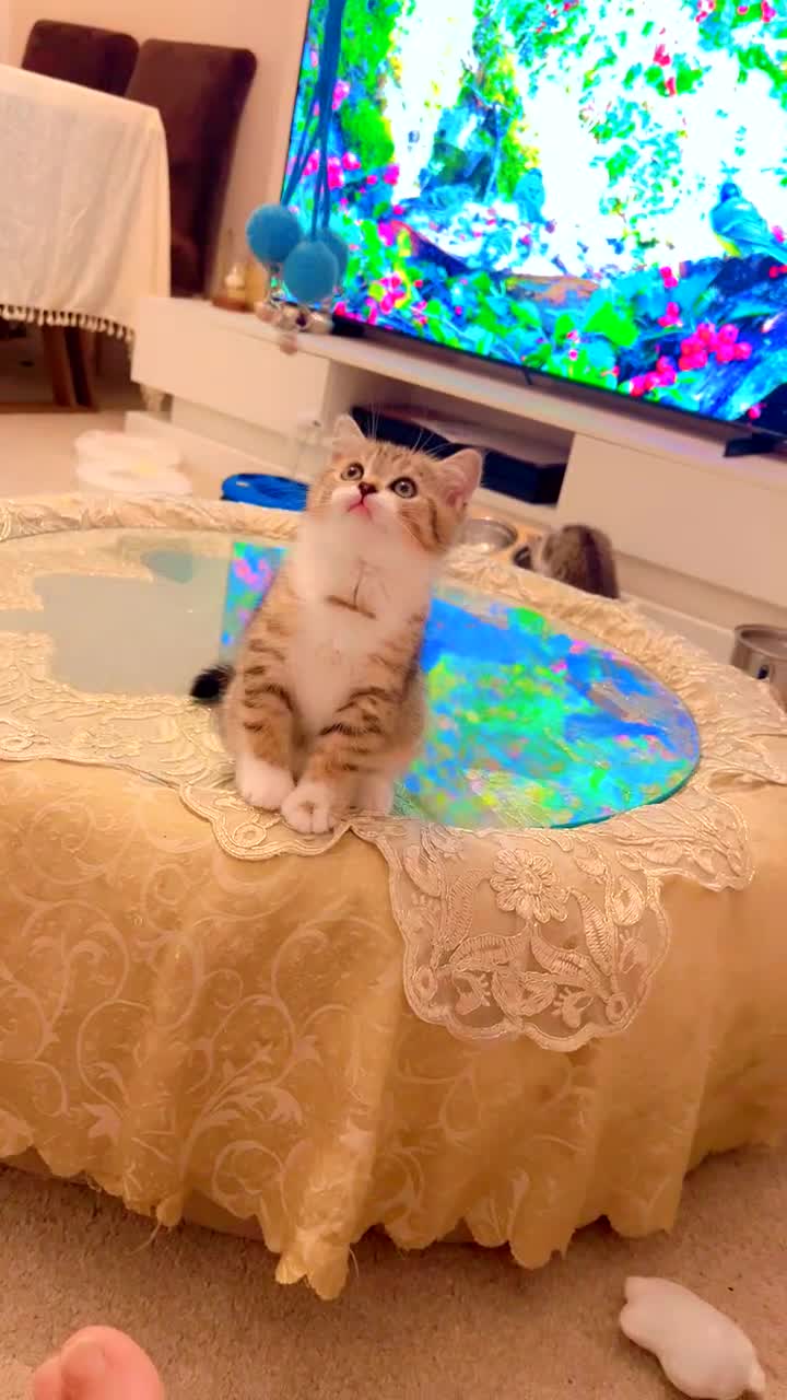 British Shorthair cats for sale: British short hair - Video 1