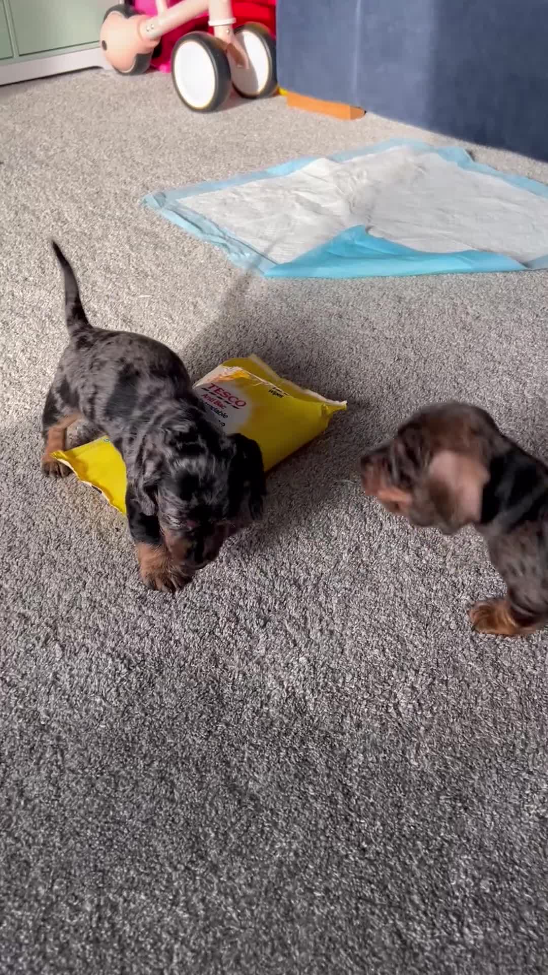 Dachshund dogs for sale: KC Wirehaired standard Dachshund puppies - Video 4