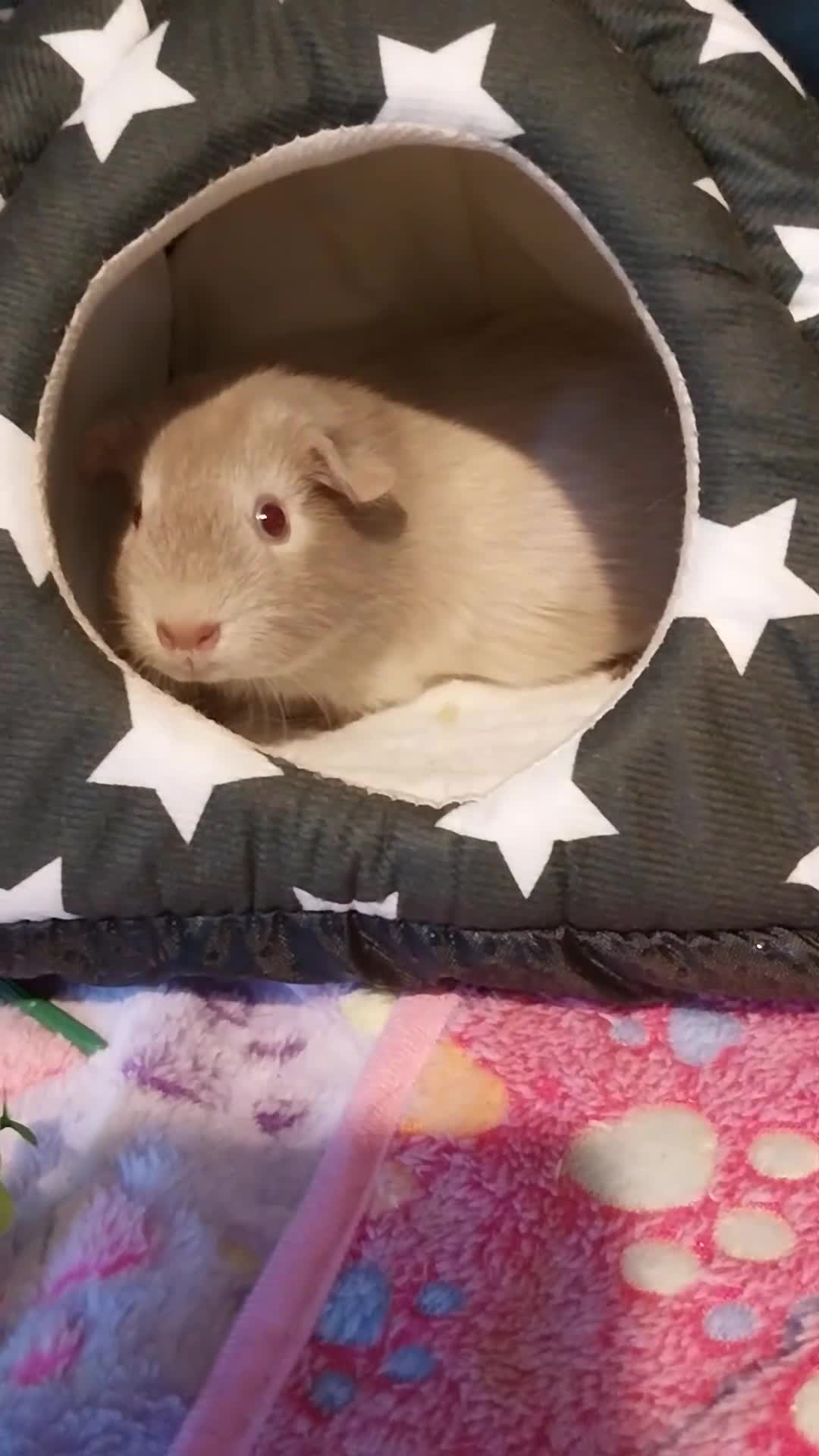 Guinea Pig rodents for sale: Multiple Guinea Pigs for sale - Video 1