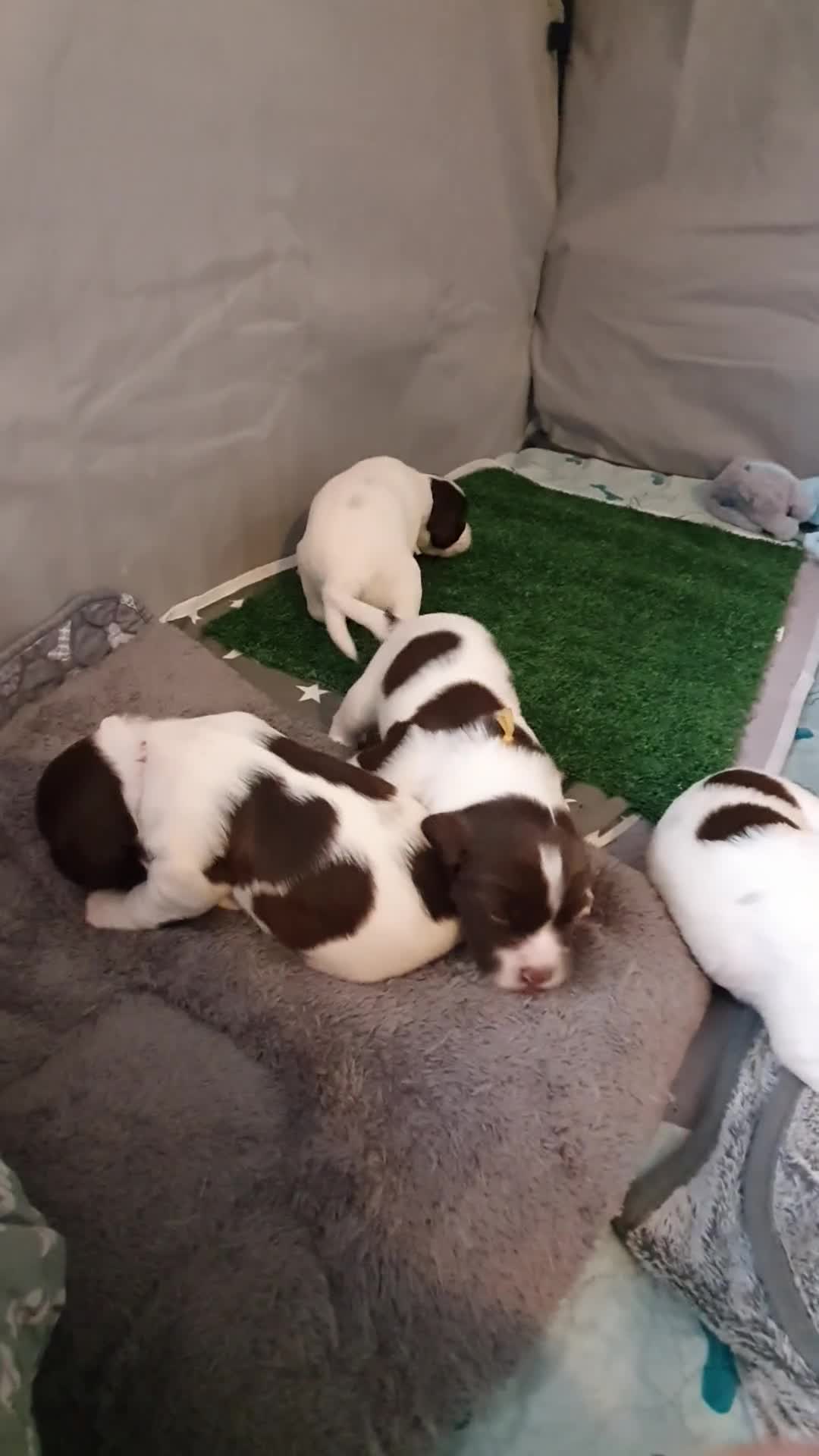 English Springer Spaniel dogs for sale:   English Springer Spaniel puppies  - Video 1