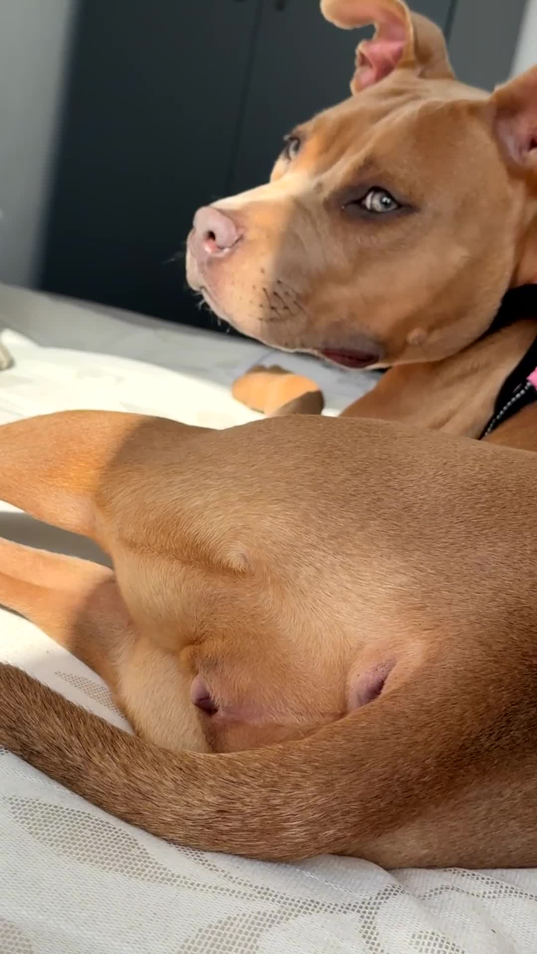 Mixed Breed dogs for sale: Staff cross  in Birmingham - Video 2