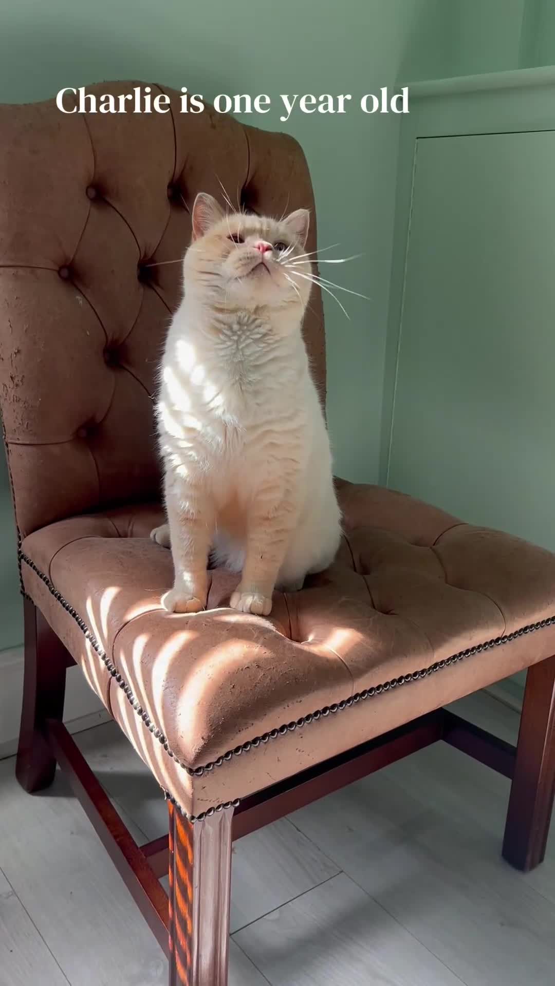 British Shorthair cats for sale: Beautiful British Shorthair & British Longhair  - Video 1