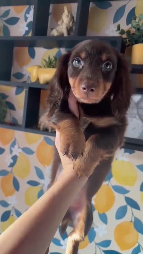 Miniature Dachshund dogs for sale: *LAST BOY* Mini longhaired dachshunds❤️ - Video 1