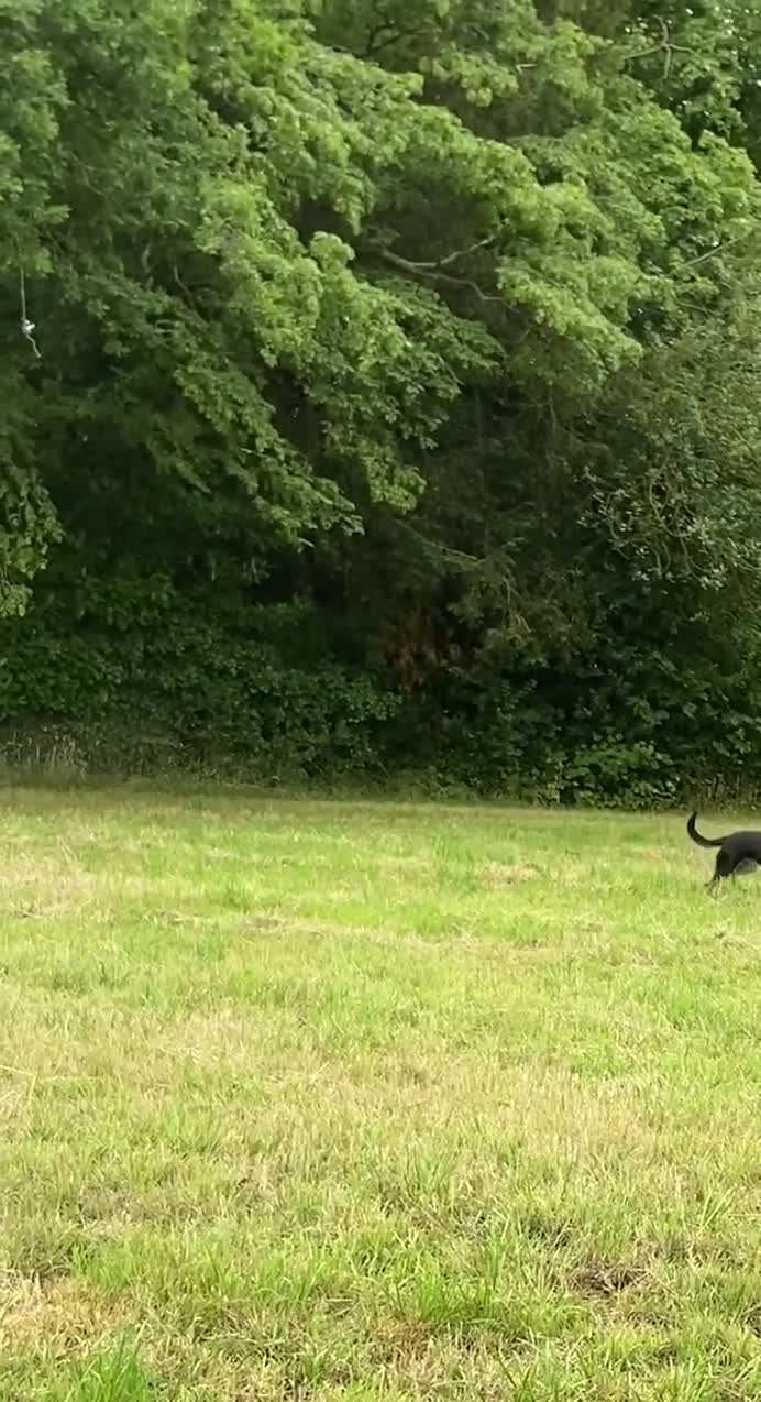 German Shepherd dogs for sale: Rehoming: Flat-Unfriendly Dog - Video 1