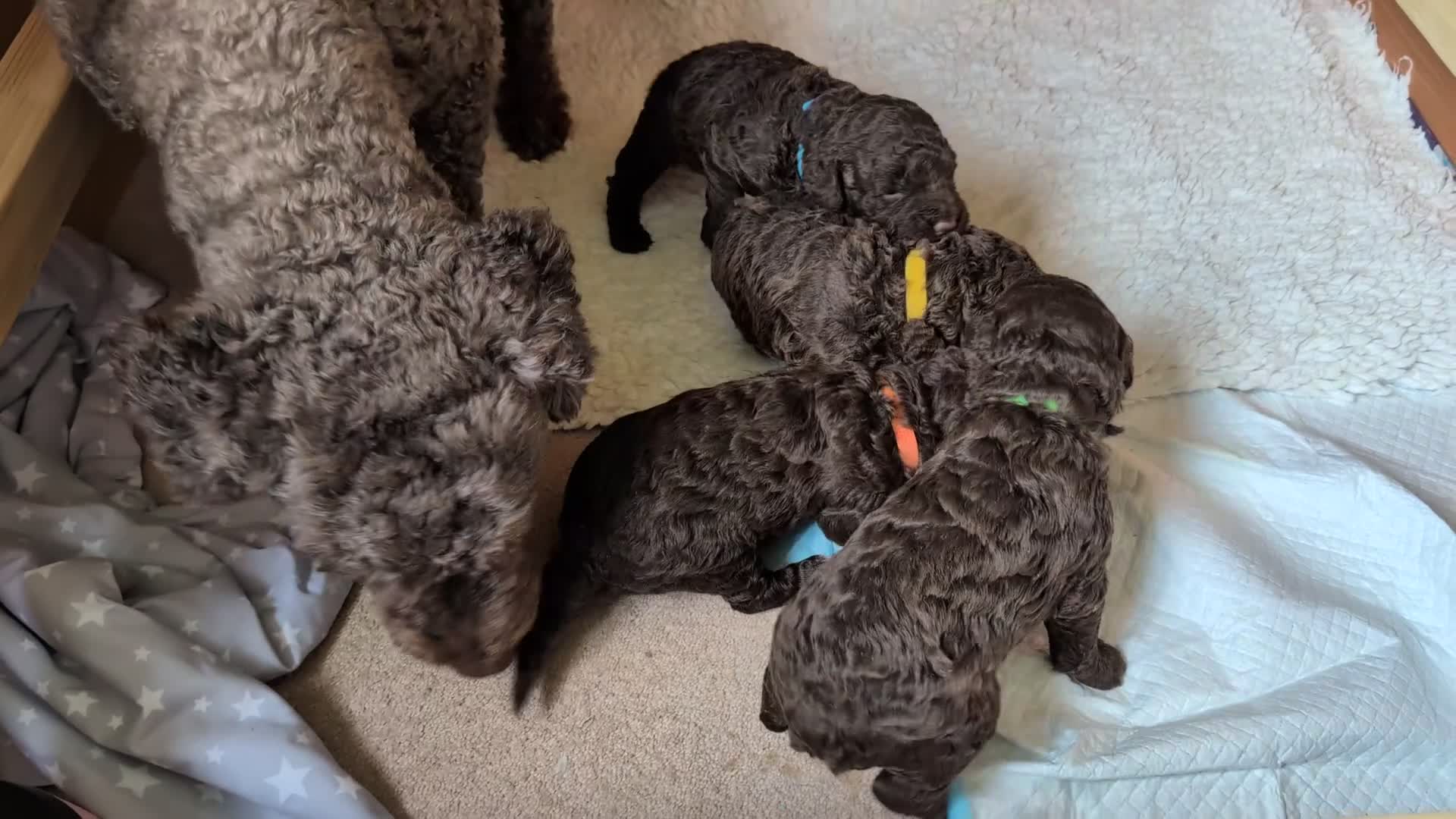 Spanish Water Dog dogs for sale: Beautiful Spanish Water Dog Puppies in Loughborough - Video 1