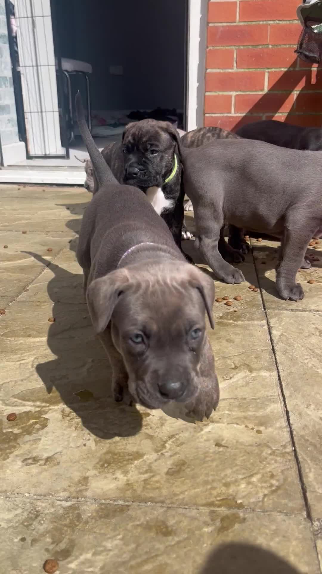 Mastiff dogs for sale: 2 gorgeous mixed mastiff boys left  - Video 2