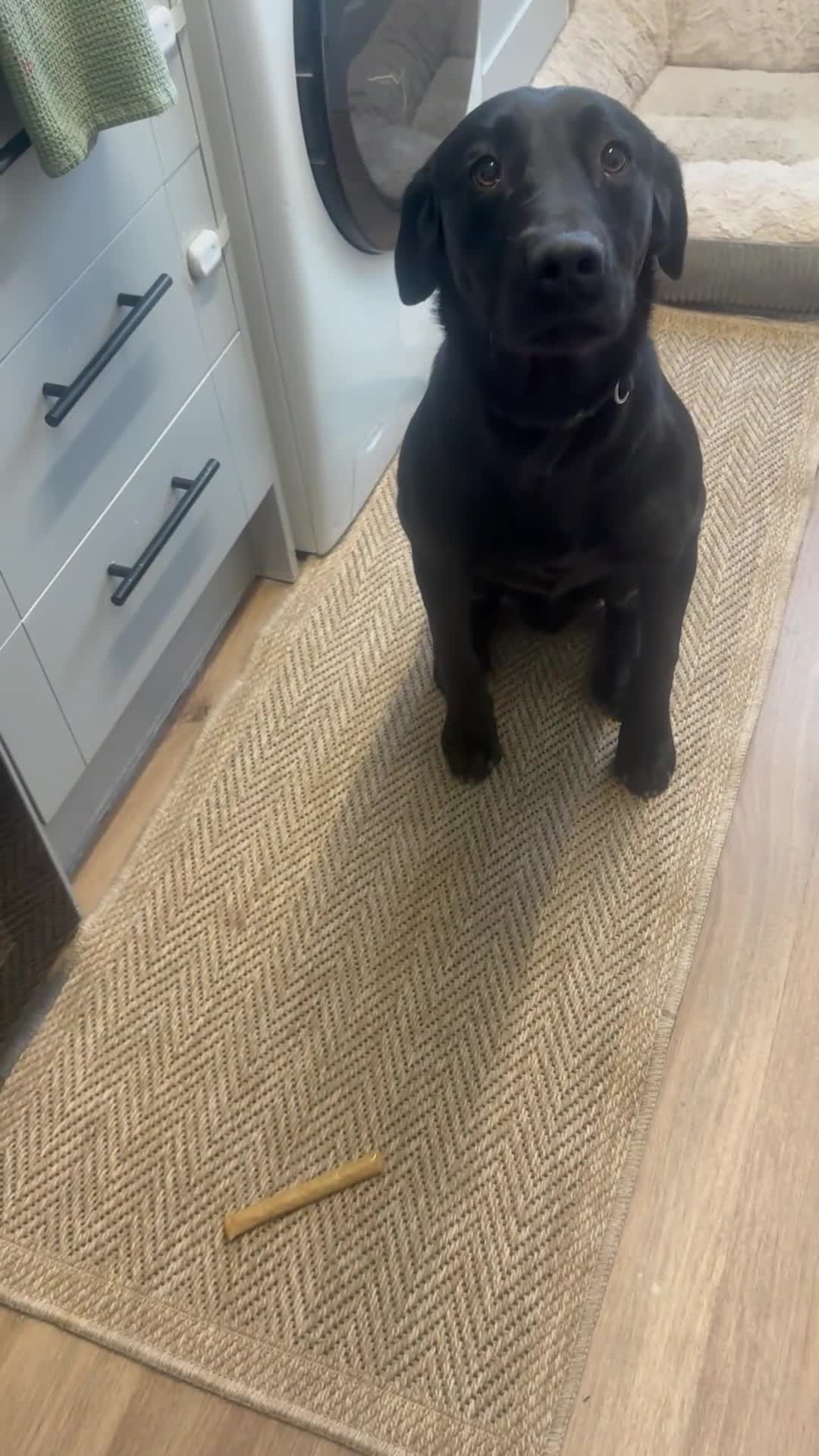 Labrador Retriever dogs for sale: 8 month old male lab - Video 1