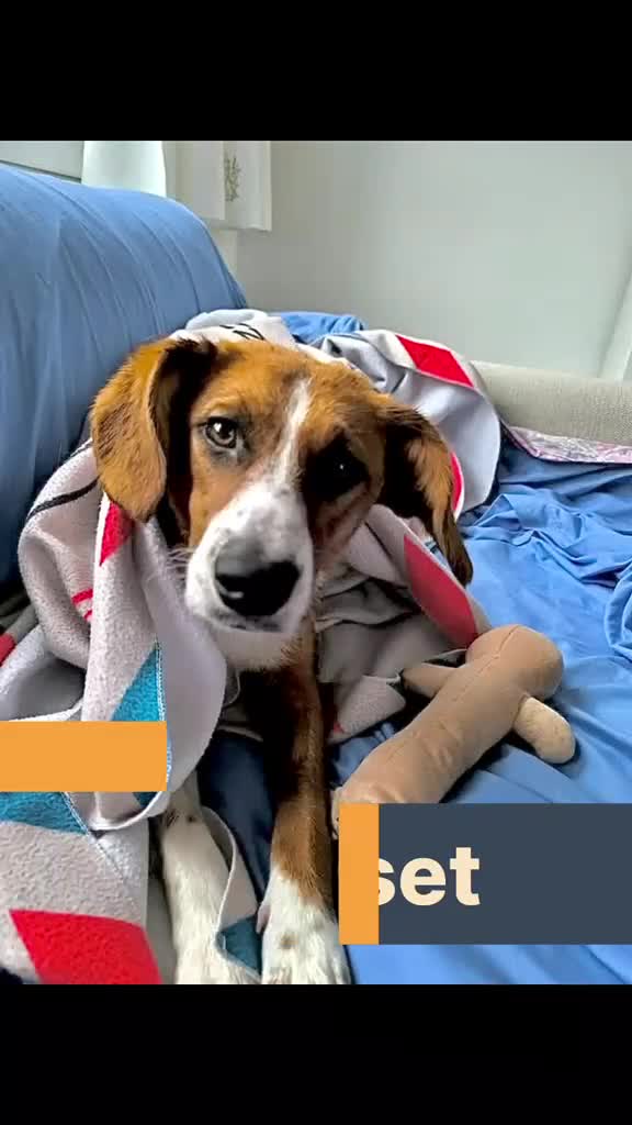 Mixed Breed dogs for adoption: Hazel, 6 months approx. Available for adoption. - Video 1