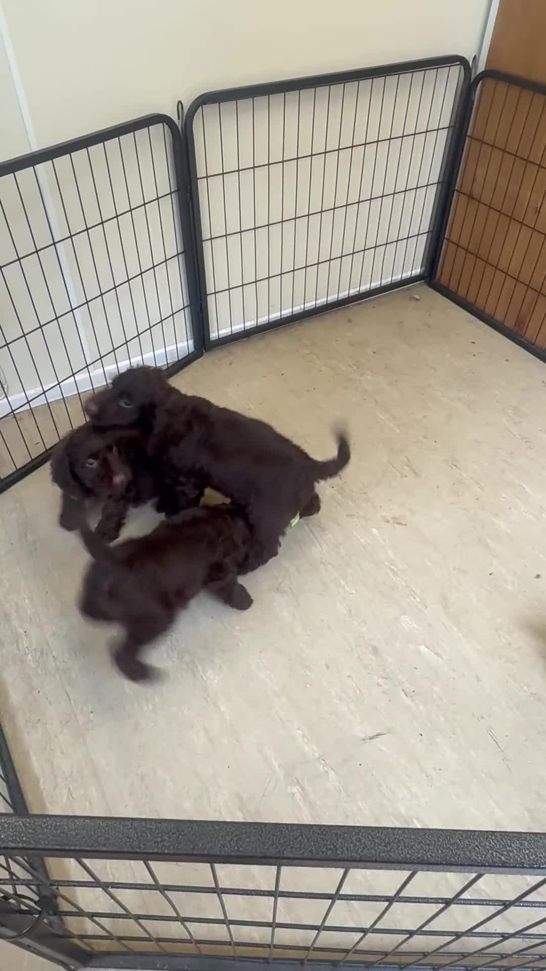 Cockapoo dogs for sale: Cockapoo chocolate f1 - Video 1