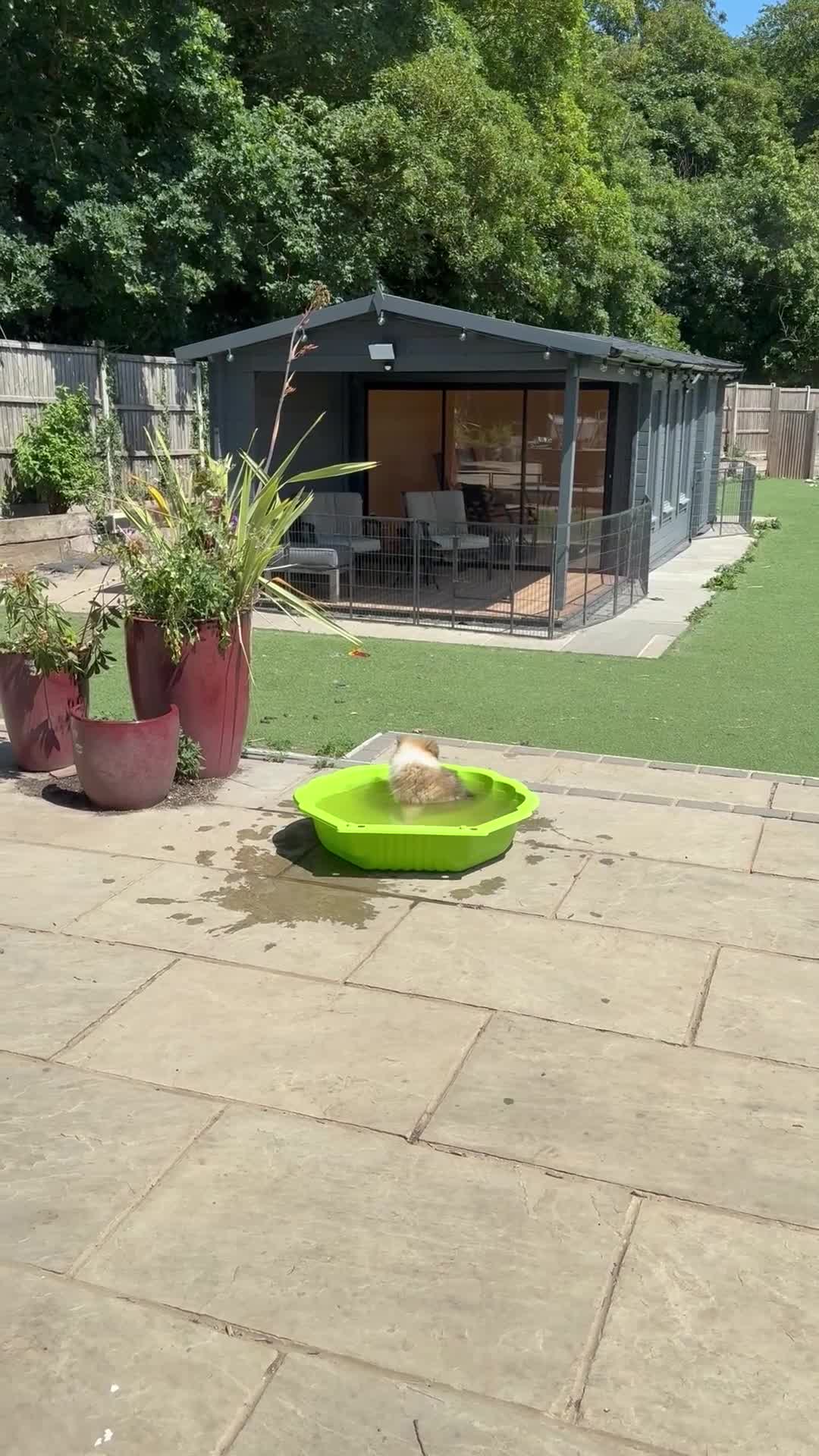 Rough Collie dogs for sale: Ready Now- Stunning Sable & White Female Puppy - Video 2