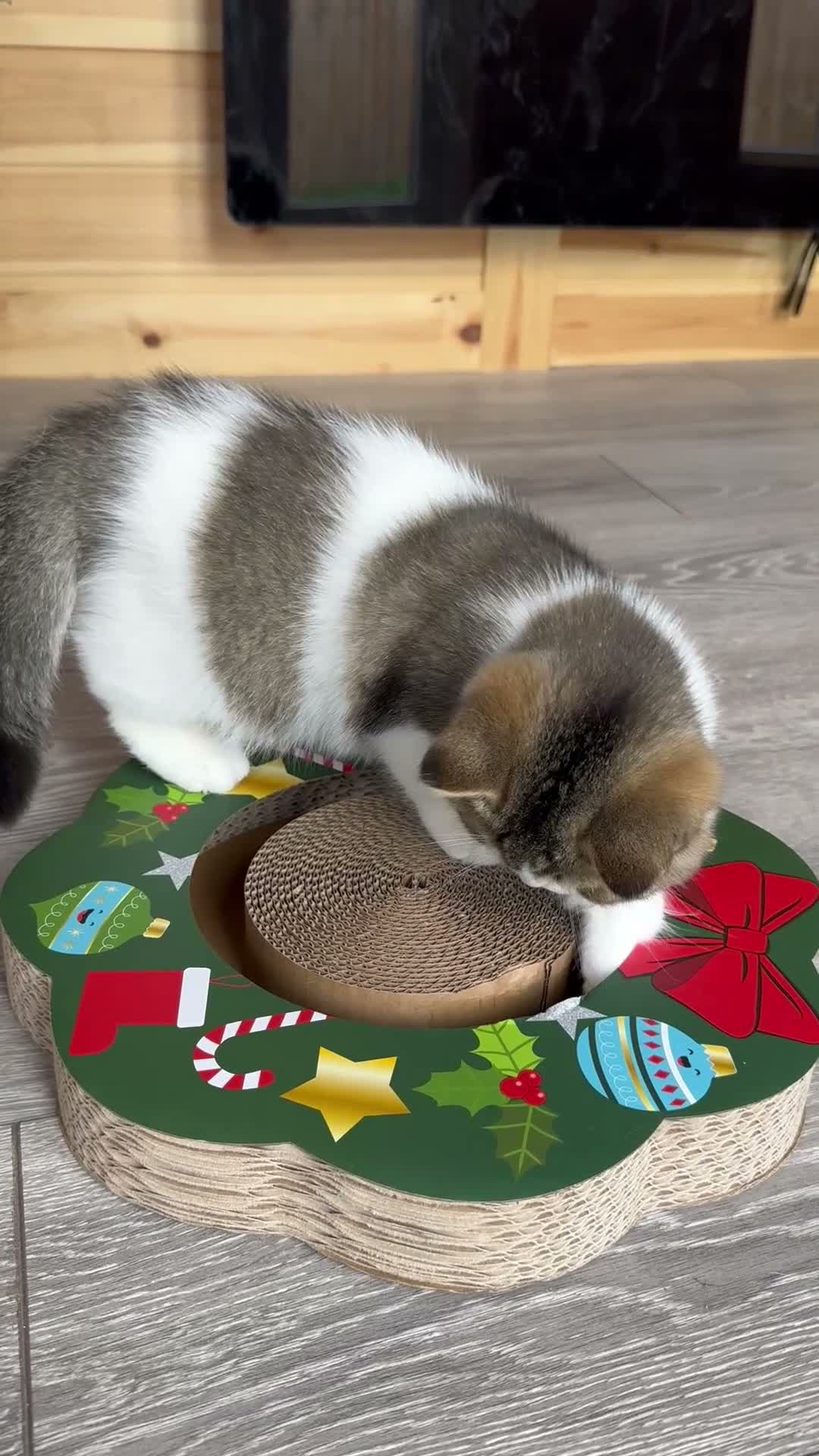 British Shorthair cats for sale: Ch sire TICA reg tabby bi colour boy  - Video 2