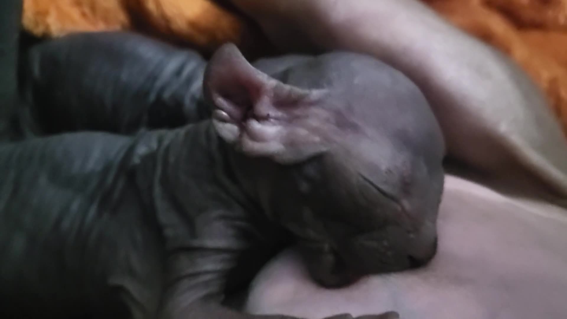 Sphynx cats for sale: Elf sphynx boy  - Video 1