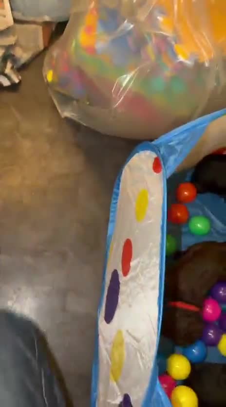 Standard Poodle dogs for sale: Reduced price£1800 Wonderful standard poodle pup’s - Video 2