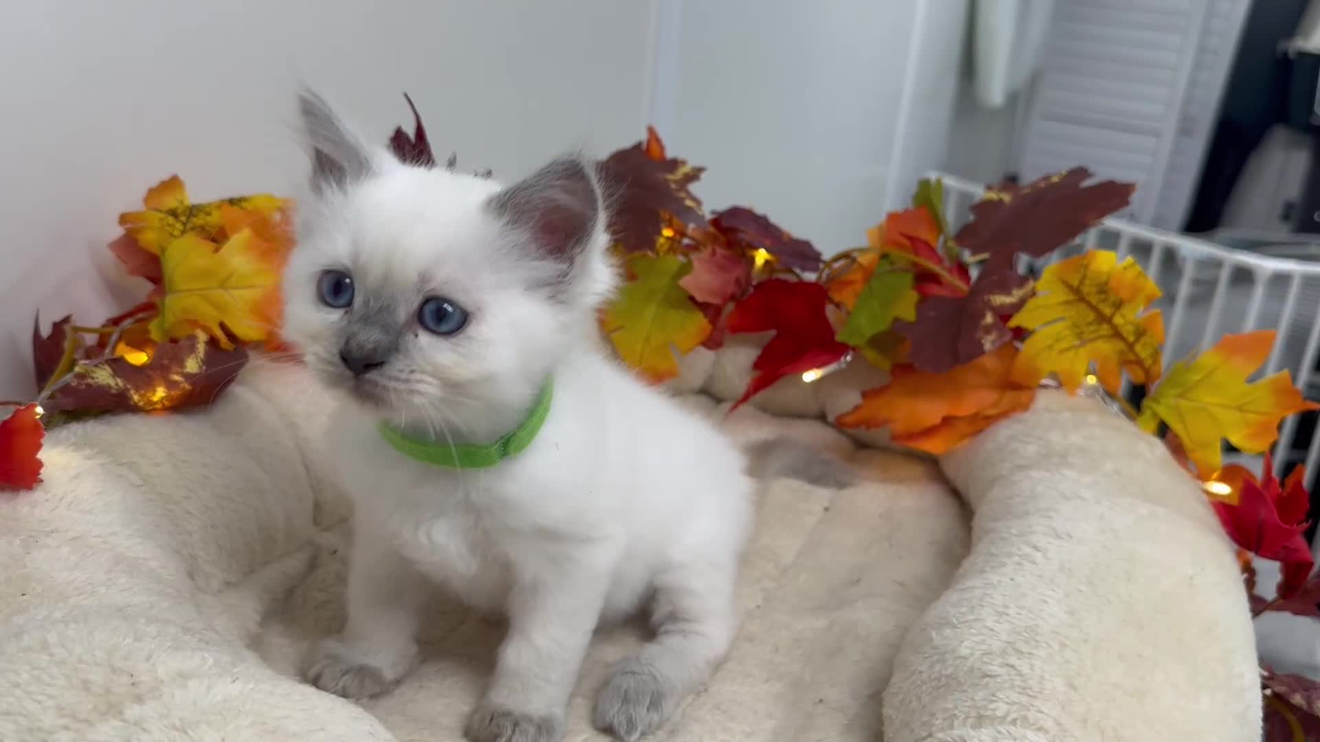 Ragdoll cats for sale: Adorable Ragdoll Kittens - GCCF registered - Video 3