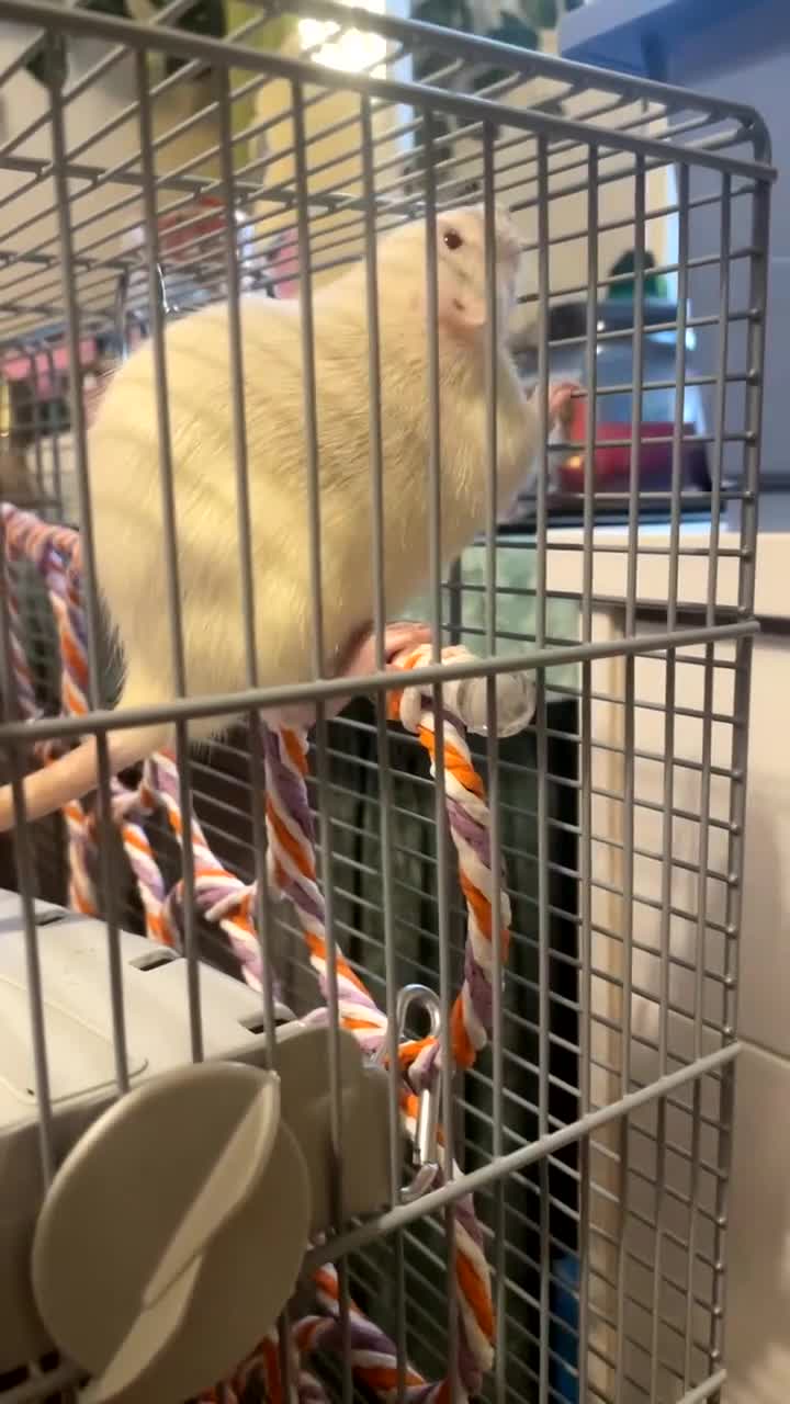 Rat rodents for sale: 2 female rats  - Video 1