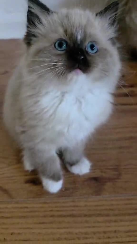 Ragdoll cats for sale: Last gorgeous boy ready for new home!! - Video 1