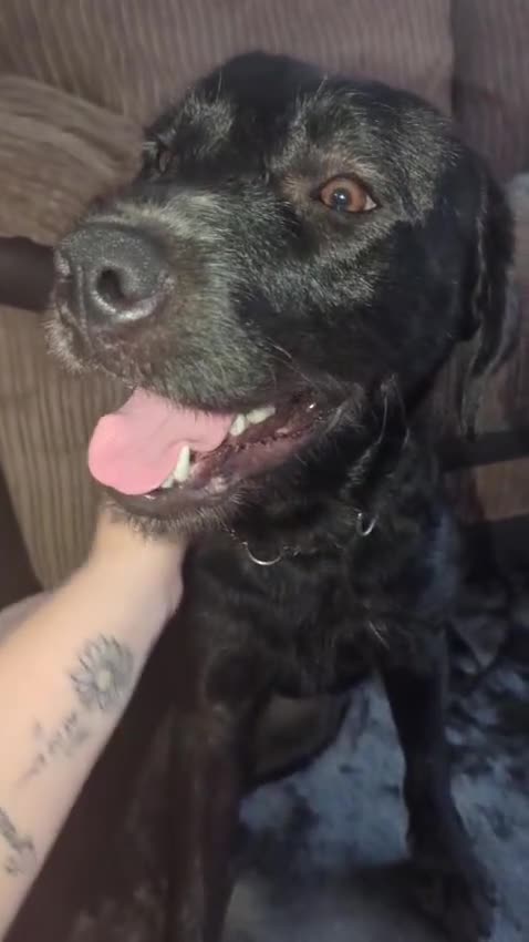 Mixed Breed dogs for adoption: 💙SCOUT- 16 month Lab cross fading in kennels💙 - Video 4