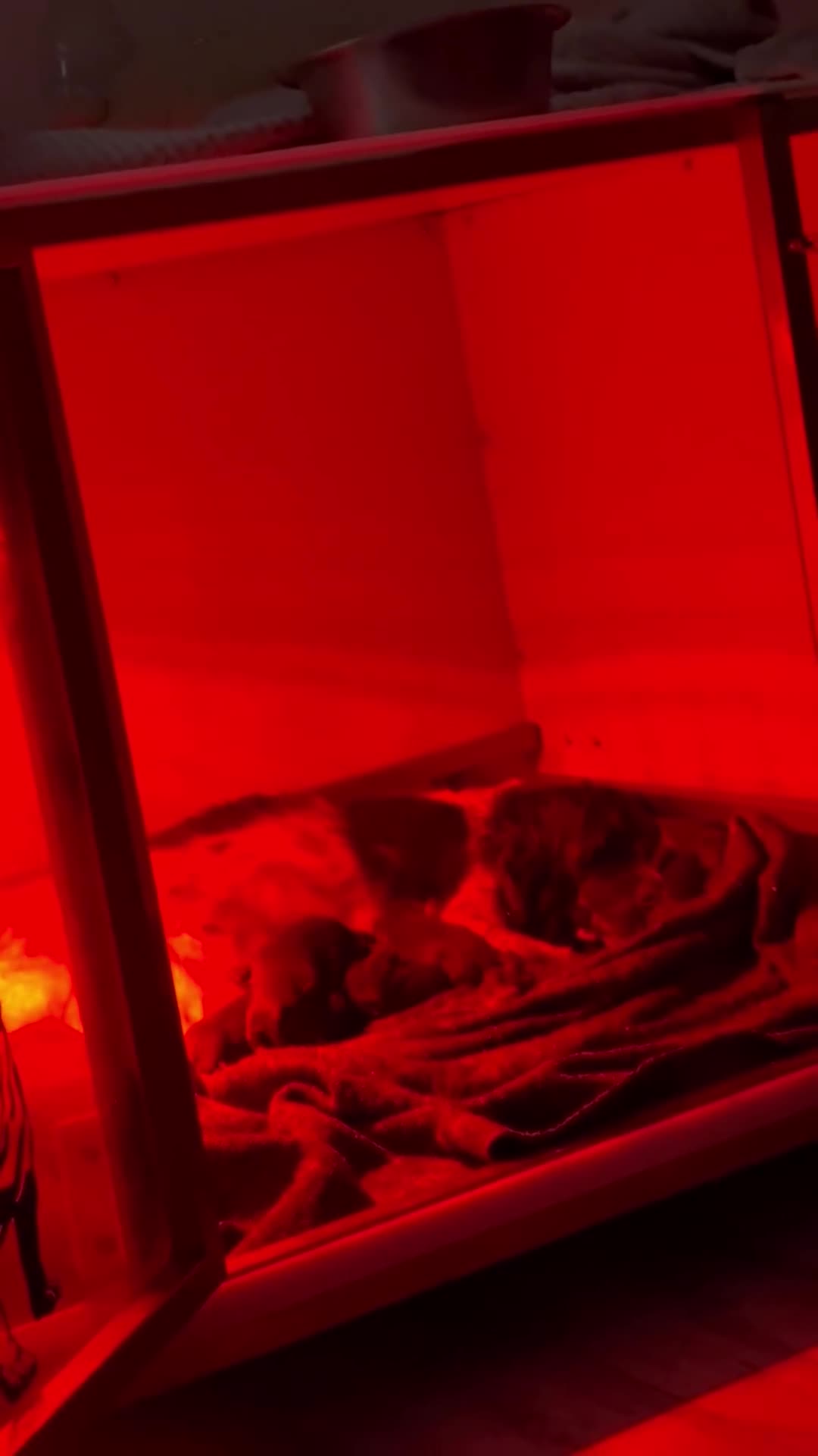 Sprocker dogs for sale: STUNNING SPROCKERS in Dudley - Video 1