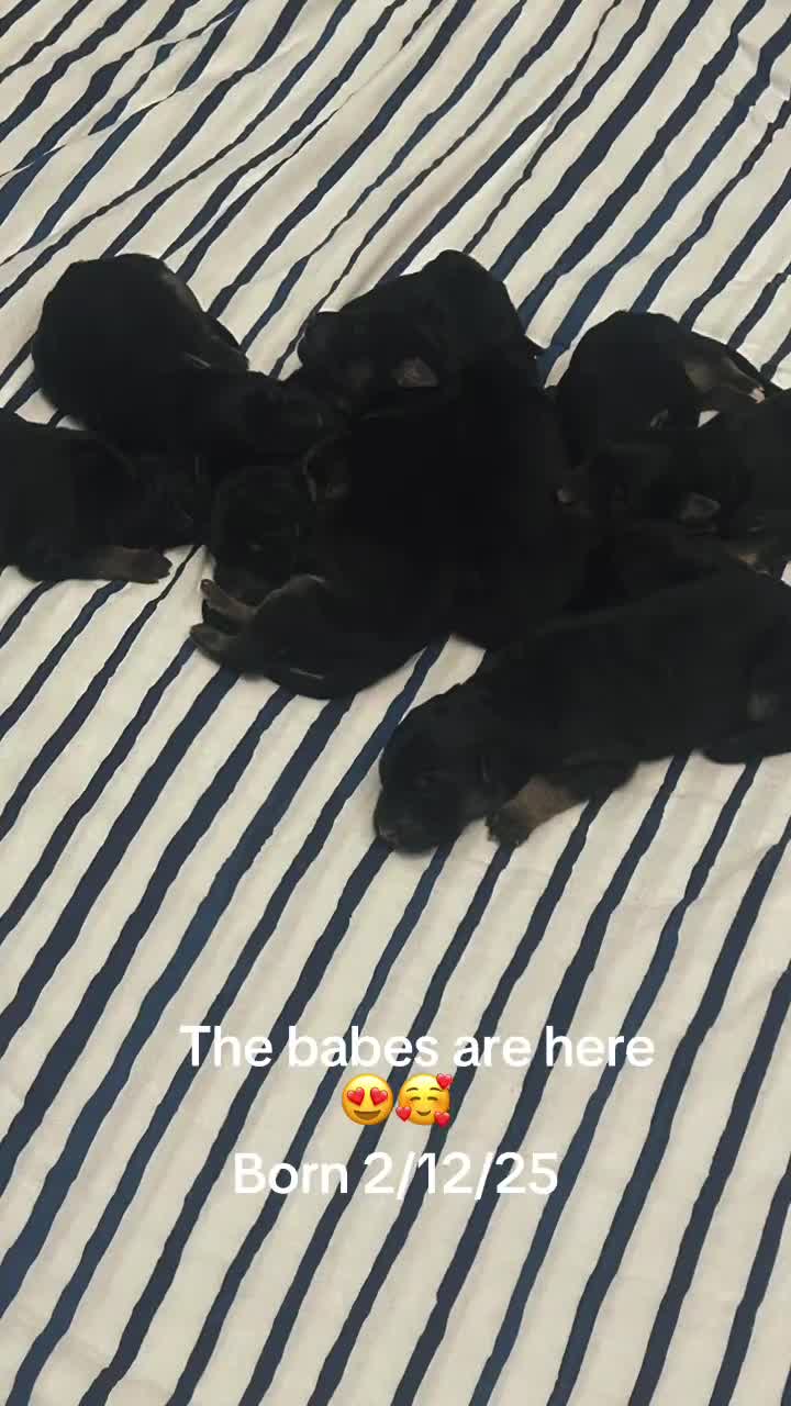 German Shepherd dogs for sale: German shepherd puppies Amber blood line  - Video 1