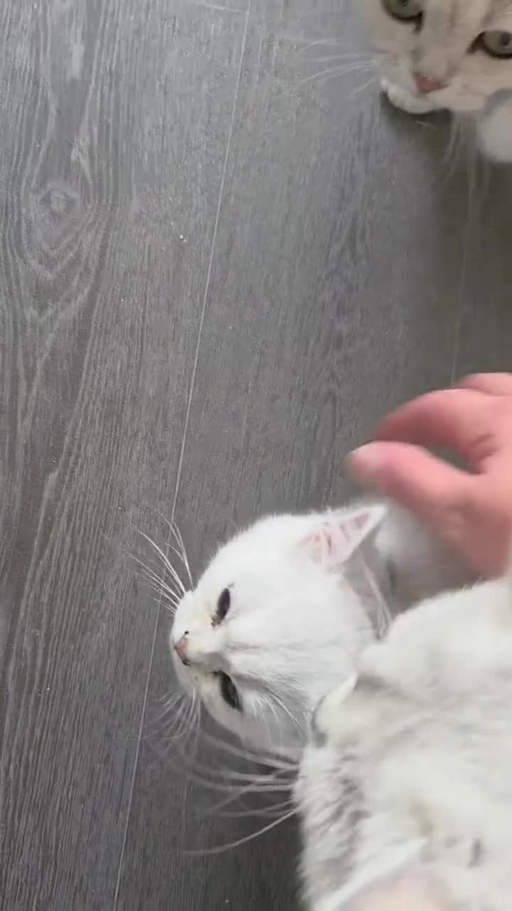 British Shorthair cats for sale: 🐱 British Shorthair Kittens for Sale 🐱 - Video 3
