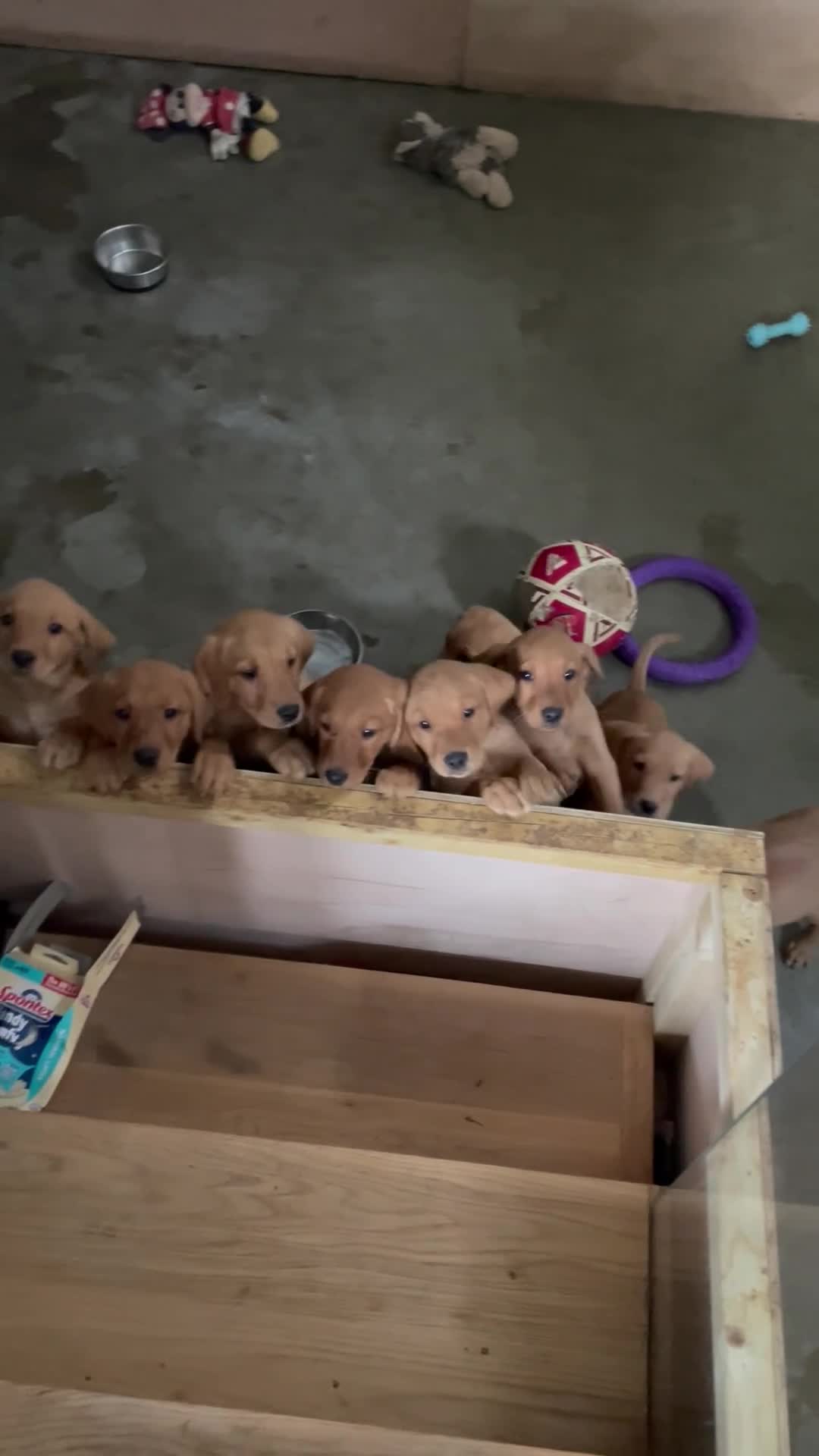 Labrador Retriever dogs for sale: Finding a home for Nemo - Video 1
