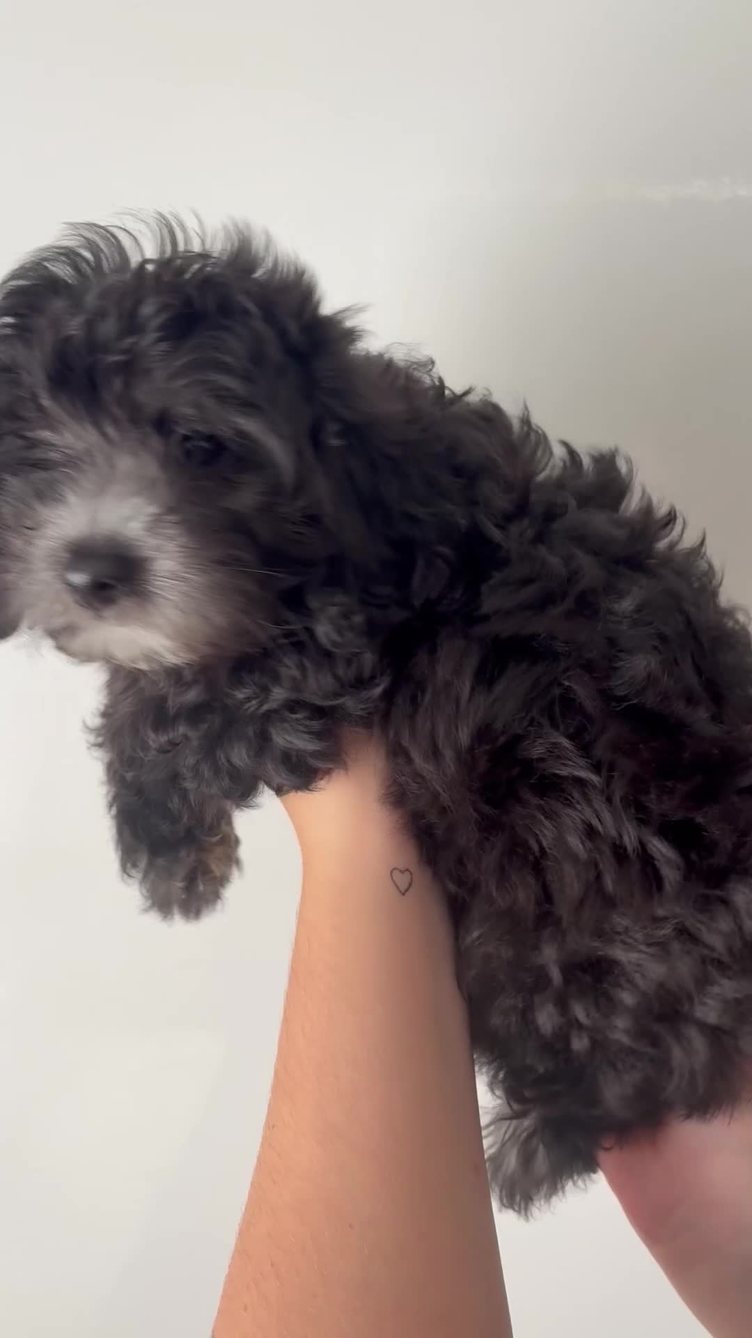 Maltipoo dogs for sale: 🤩 1 stunning male F1 Maltipoo 🤩 - Video 1