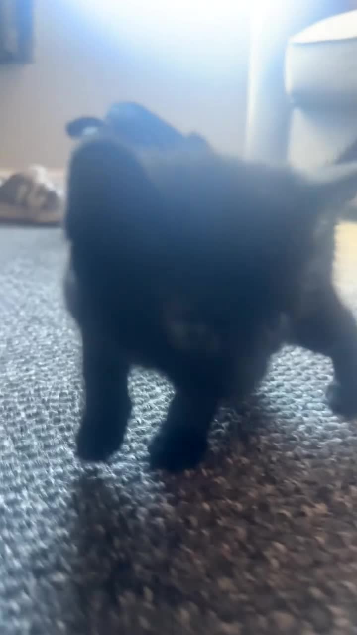 Bombay cats for sale: Beautiful girl kitten for sale  - Video 1