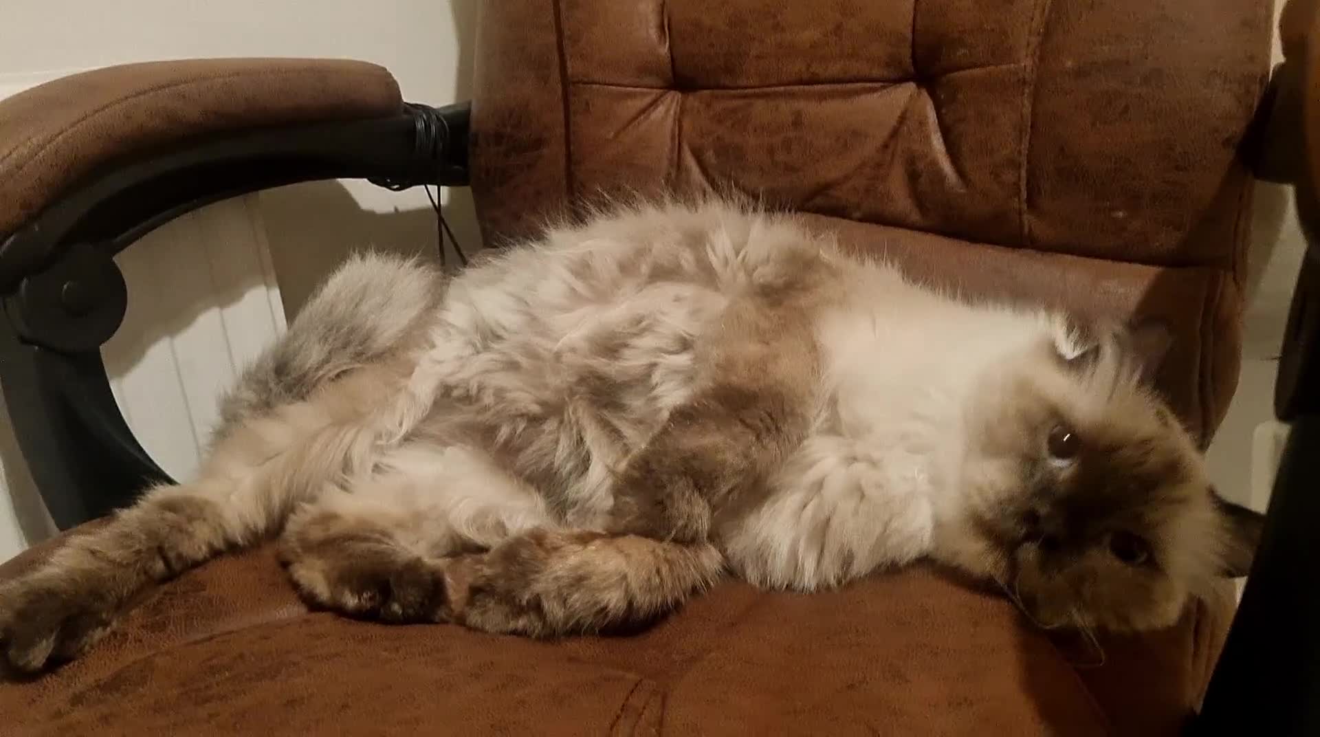 Mixed Breed cats for adoption: Ambrose is looking for love - Video 2